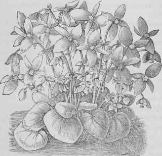 B. ‘Davisii’